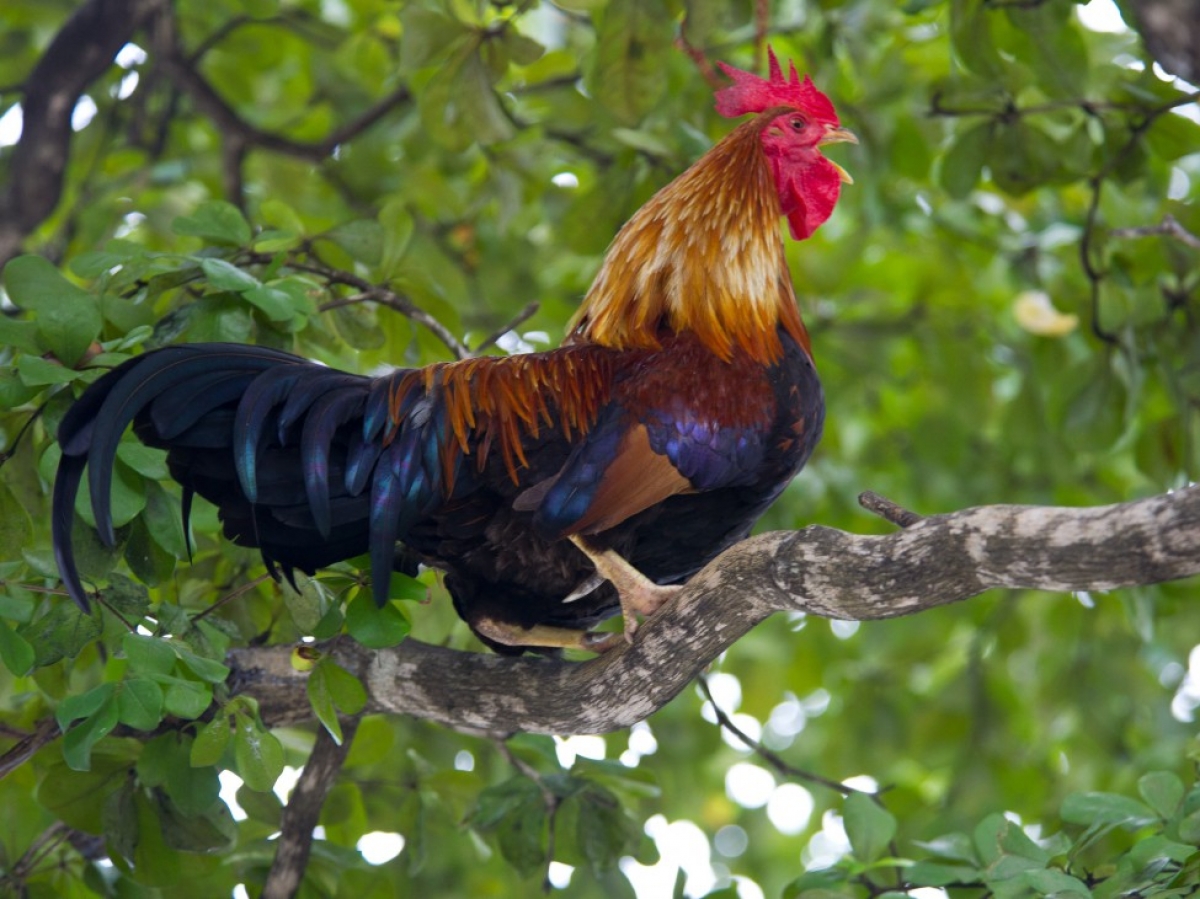 Le chant du coq